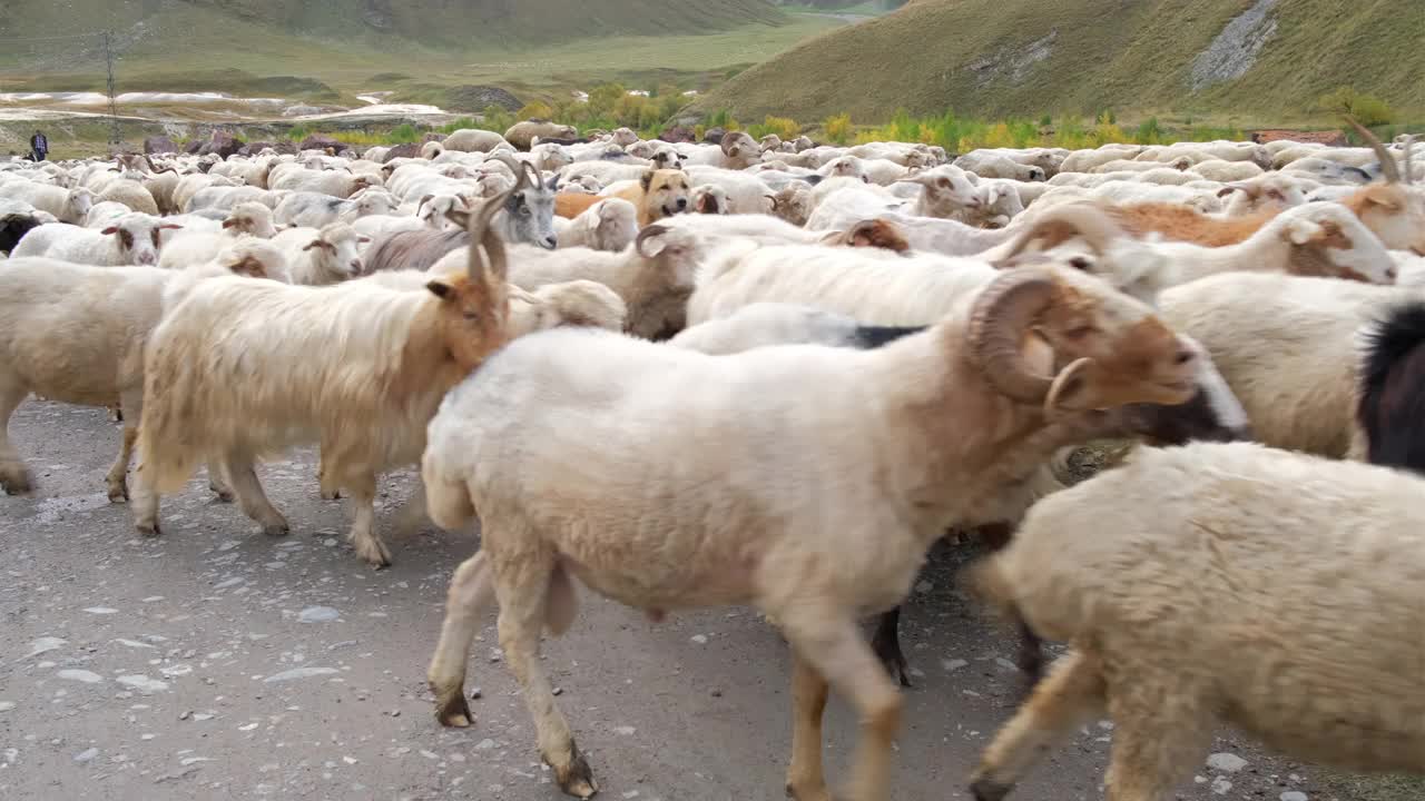 在乔治亚州的乡间小路上，一群山羊正在经过视频素材