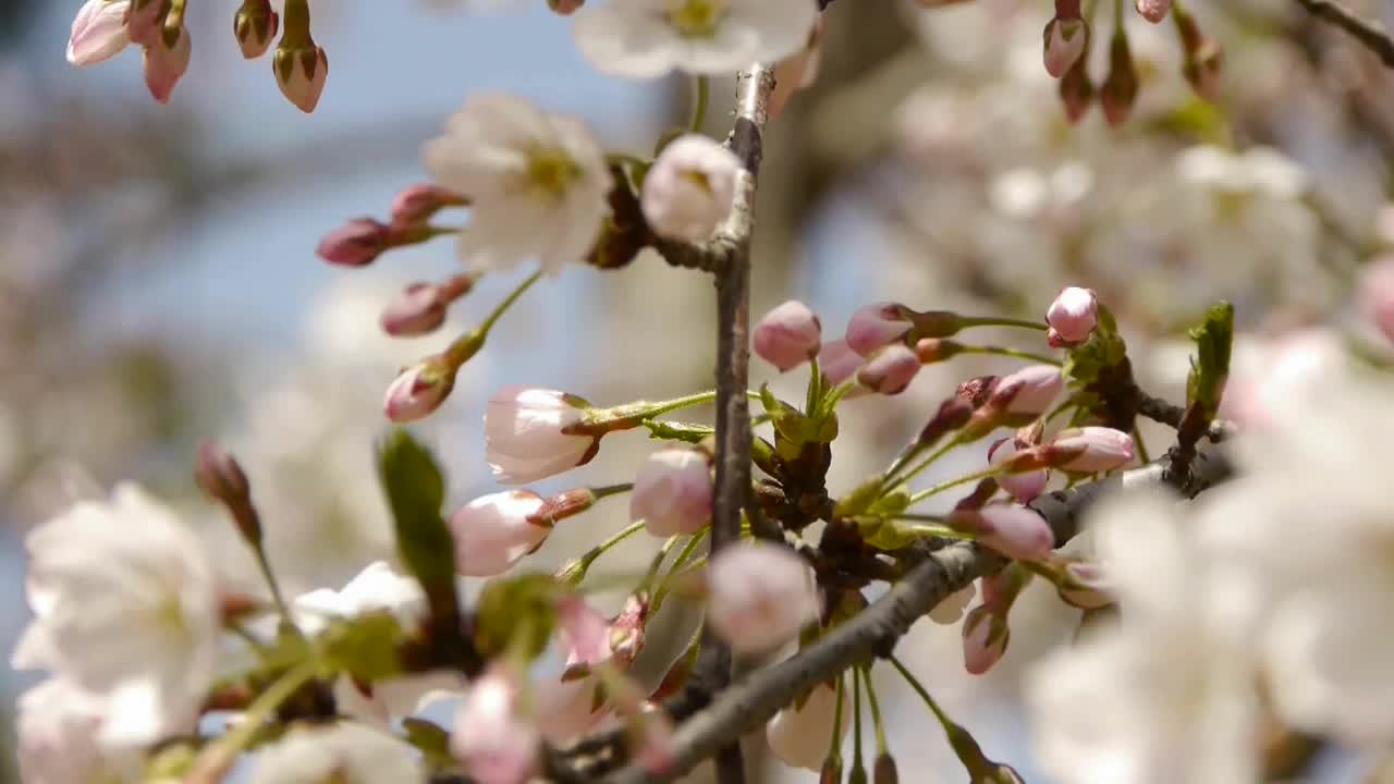 美丽的樱花在风中颤抖。视频素材