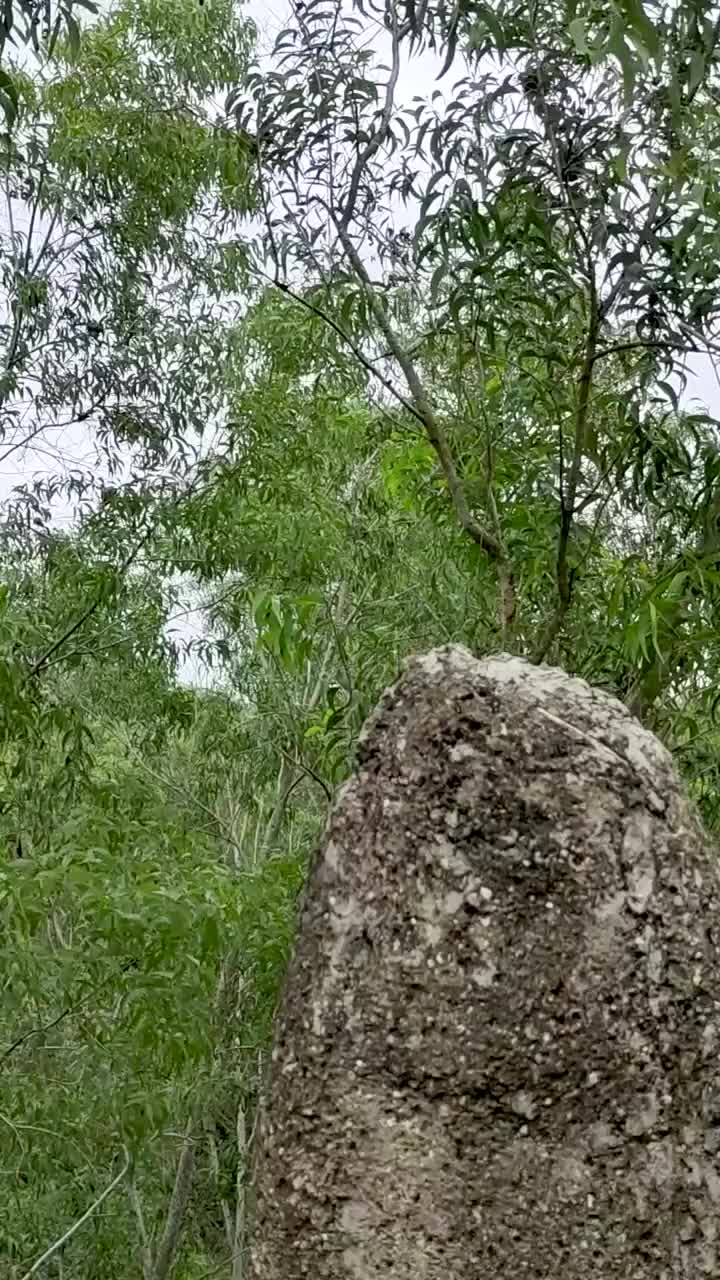 树木被风吹出与石头在前景视频下载