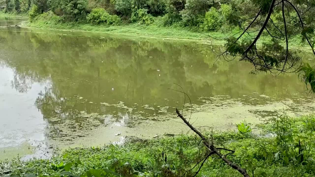 在森林中的宁静湖在雨季倾斜拍摄视频下载