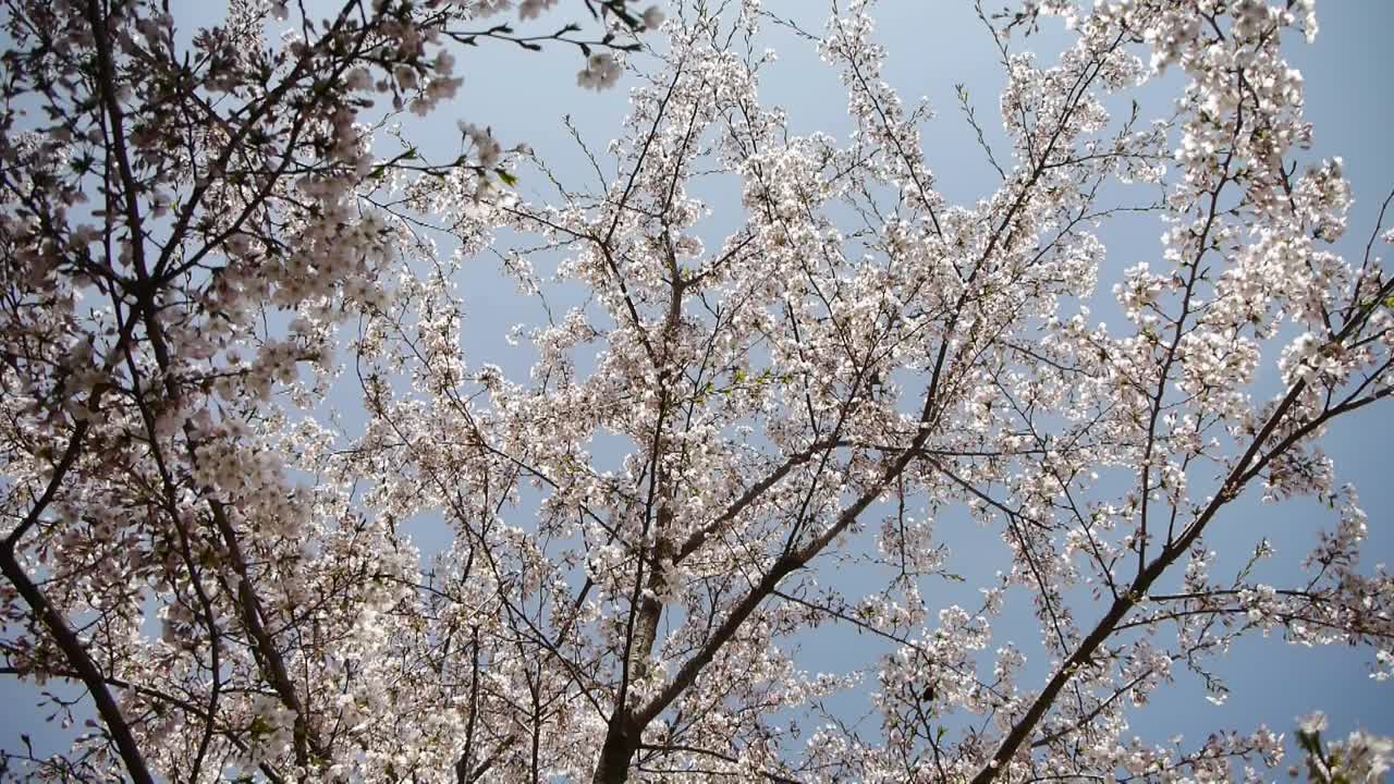 美丽的樱花在风中颤抖。视频素材