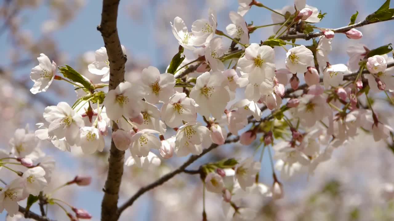 美丽的樱花在风中颤抖。视频素材