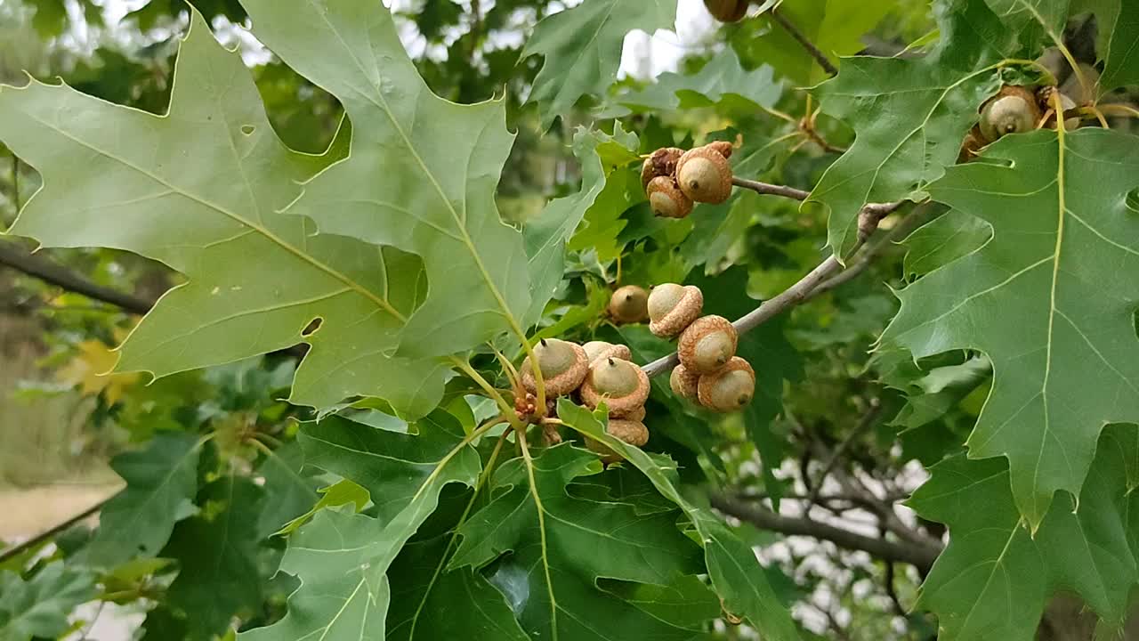 绿色的橡树叶在风中摇摆视频下载