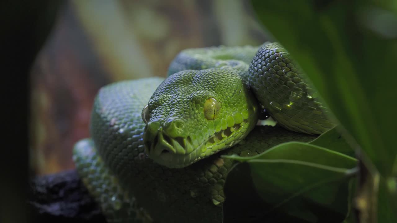 绿树蟒(Morelia viridis)特写。肖像艺术。视频素材