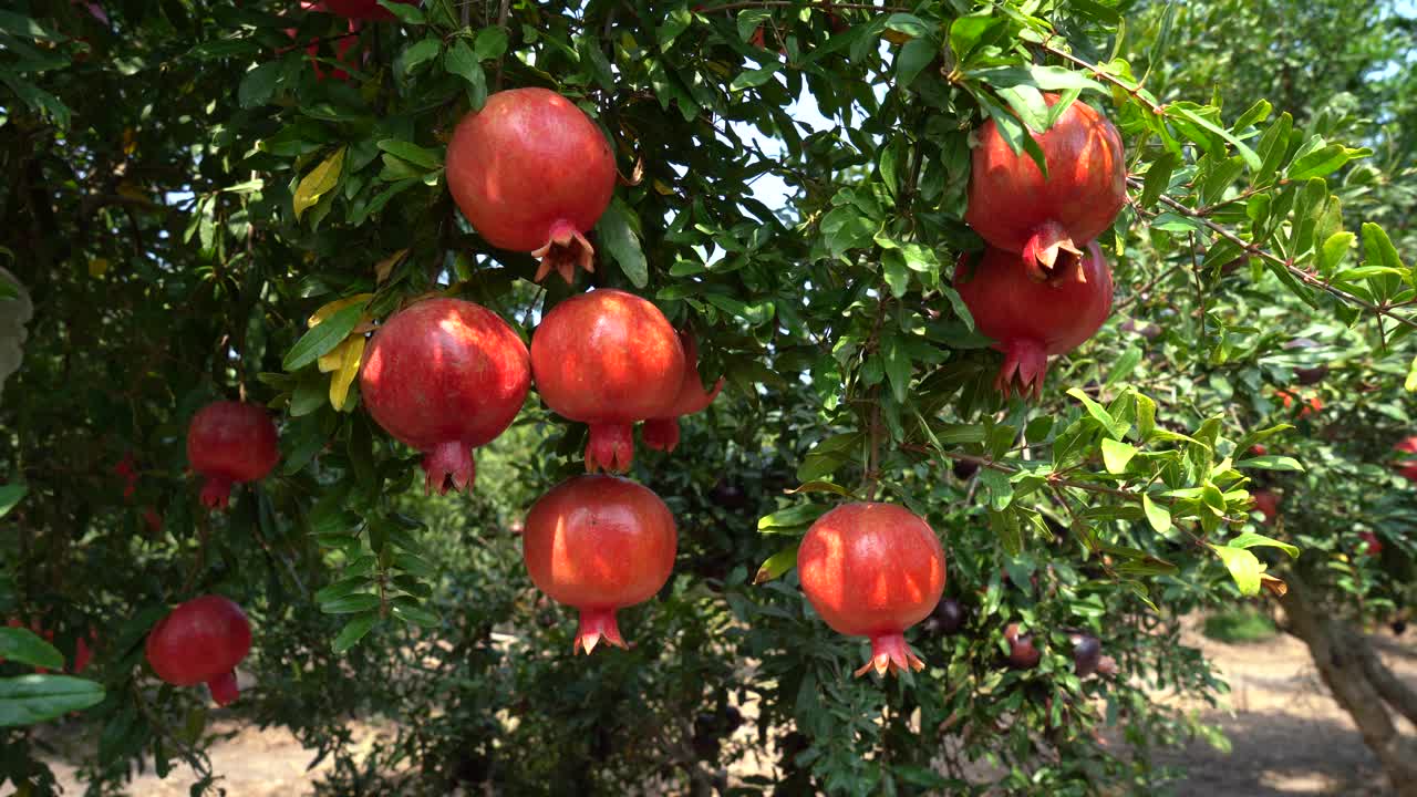 采收季节的石榴树种植视频素材