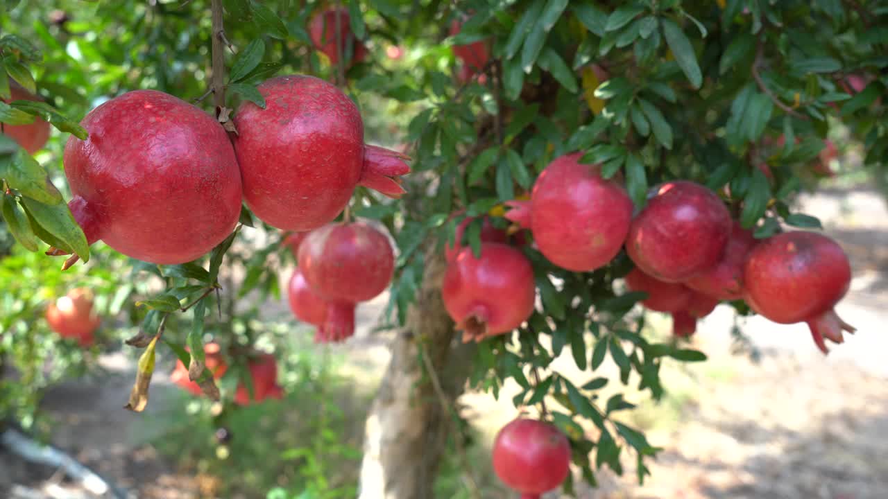 采收季节的石榴树种植视频素材