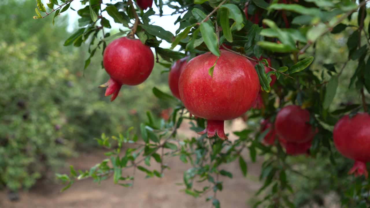 采摘季节的石榴树种植园视频素材