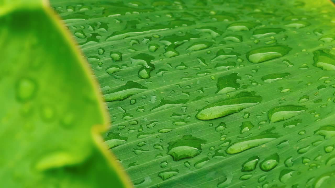 雨季，雨滴落在芭蕉叶上视频素材