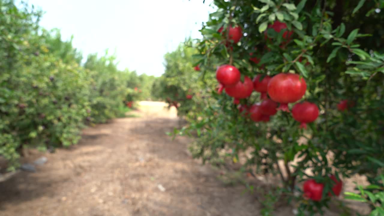 采摘季节的石榴树种植园视频素材