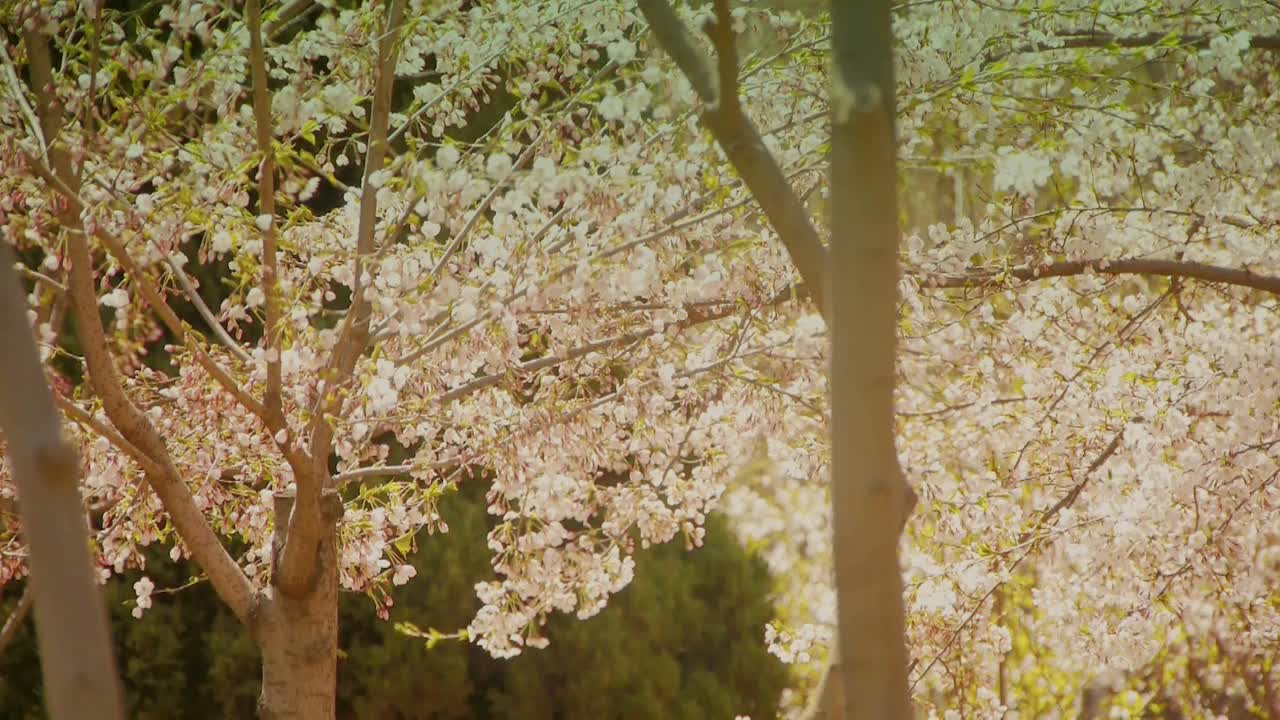 美丽的樱花在风中颤抖。视频素材