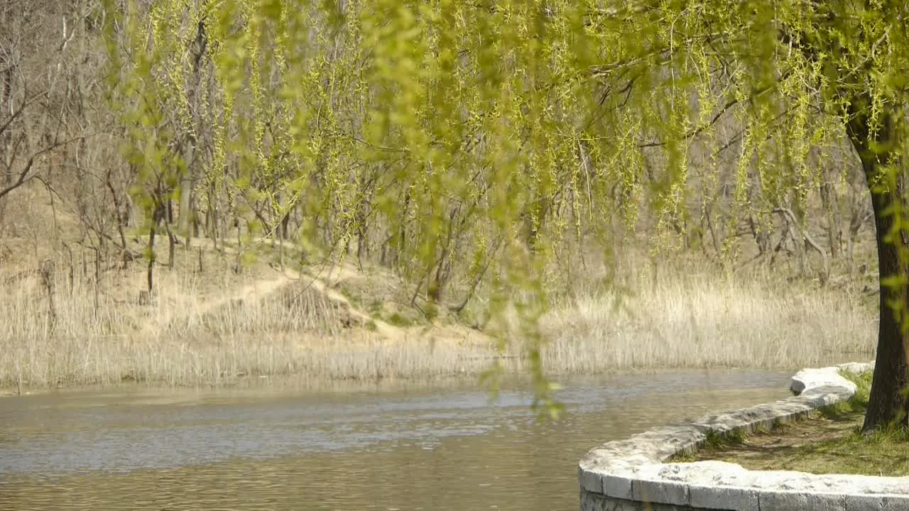 波光粼粼的湖畔柳树茂密，芦苇、芦苇床、湿地。视频素材