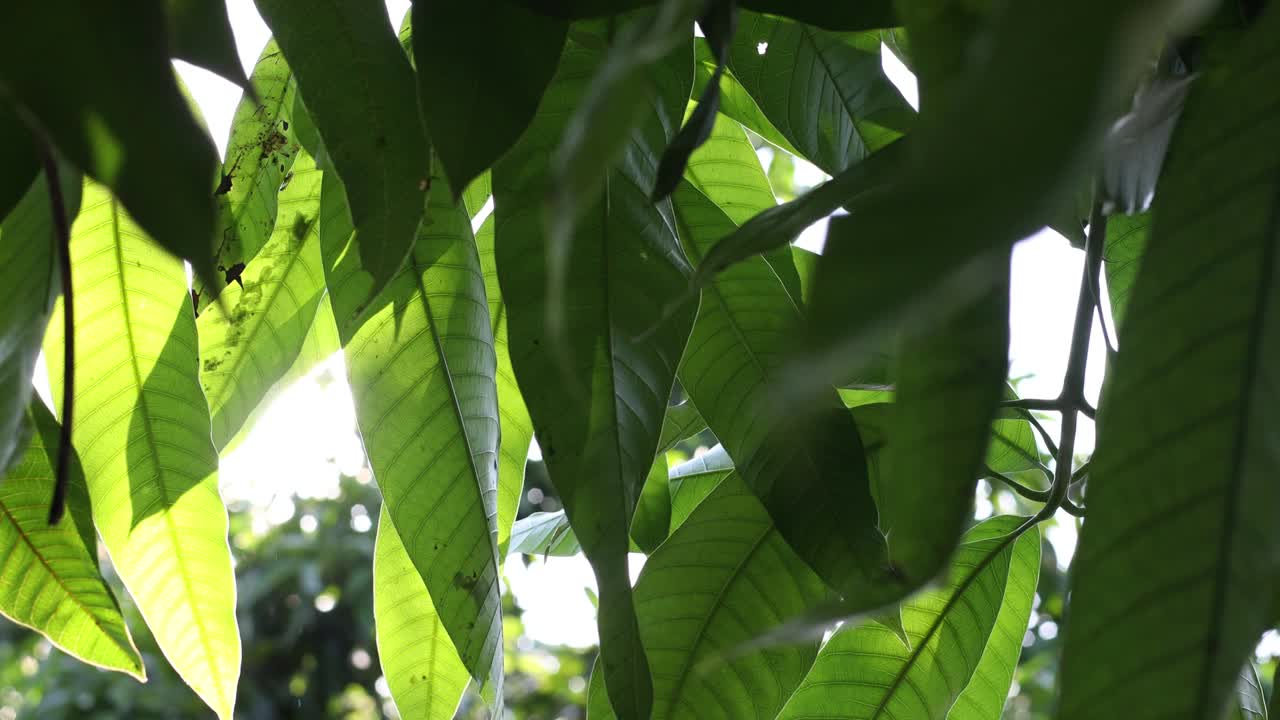 在背光拍摄的特写照片中，一群被风吹起的大绿叶。视频素材