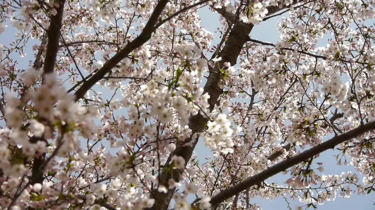 美丽的樱花在风中颤抖。视频素材