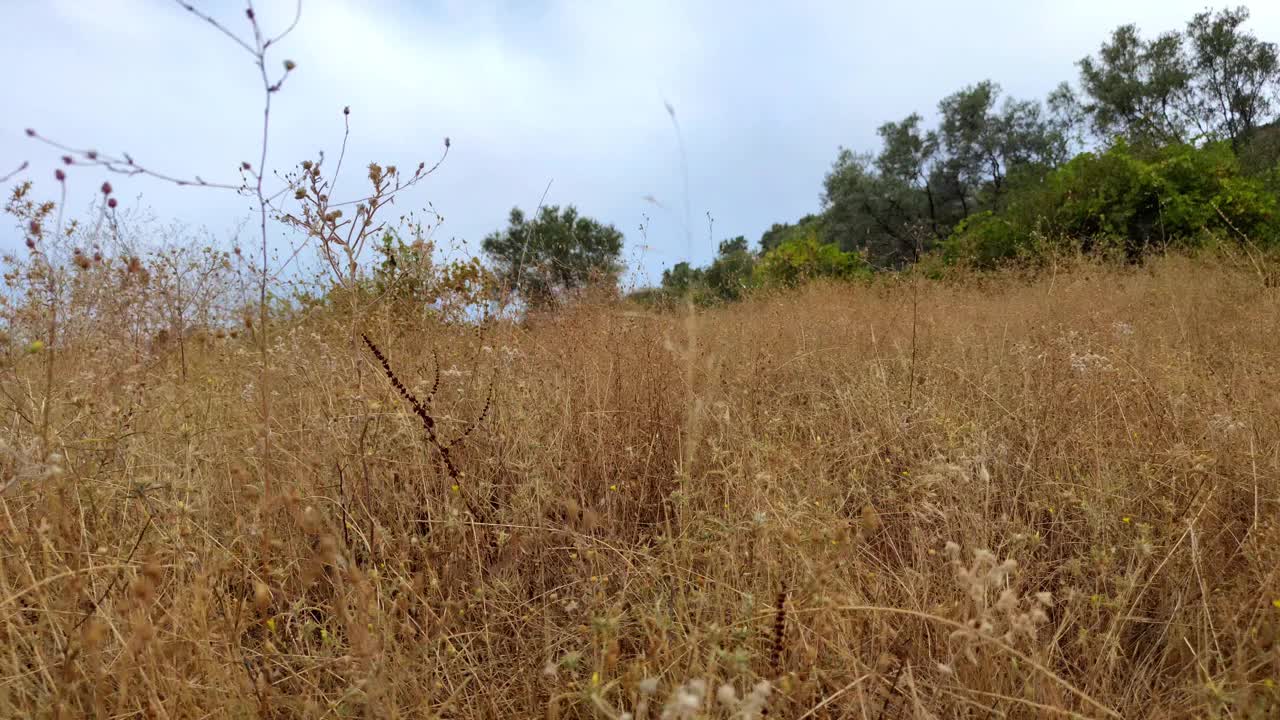 摩洛哥山的一棵满是成熟无花果的树，天然无花果树上。视频素材