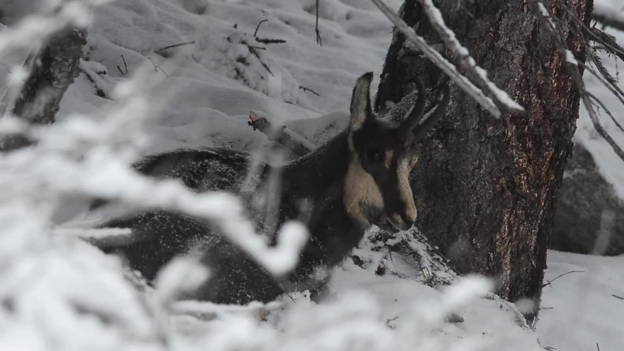 大帕拉迪索国家公园下雪时的岩羚羊视频素材