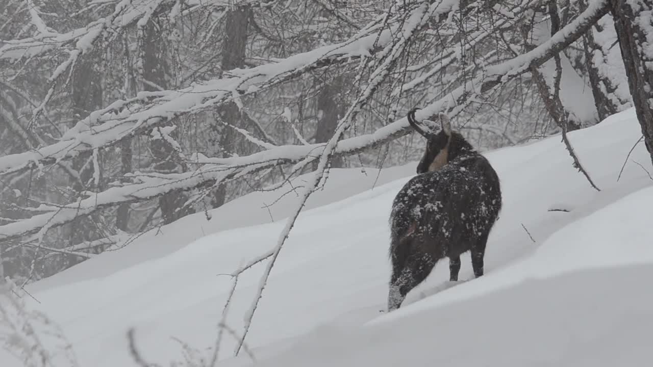 大帕拉迪索国家公园下雪时的岩羚羊视频素材