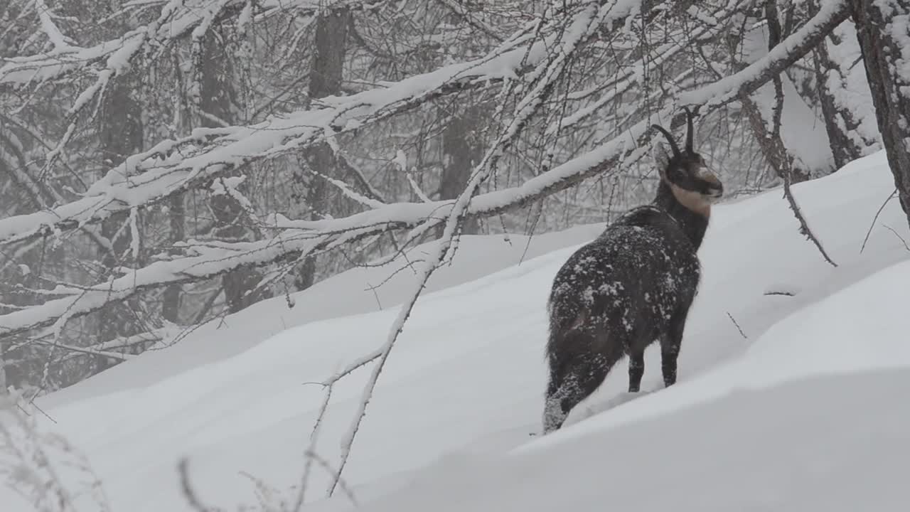 大帕拉迪索国家公园下雪时的岩羚羊视频素材