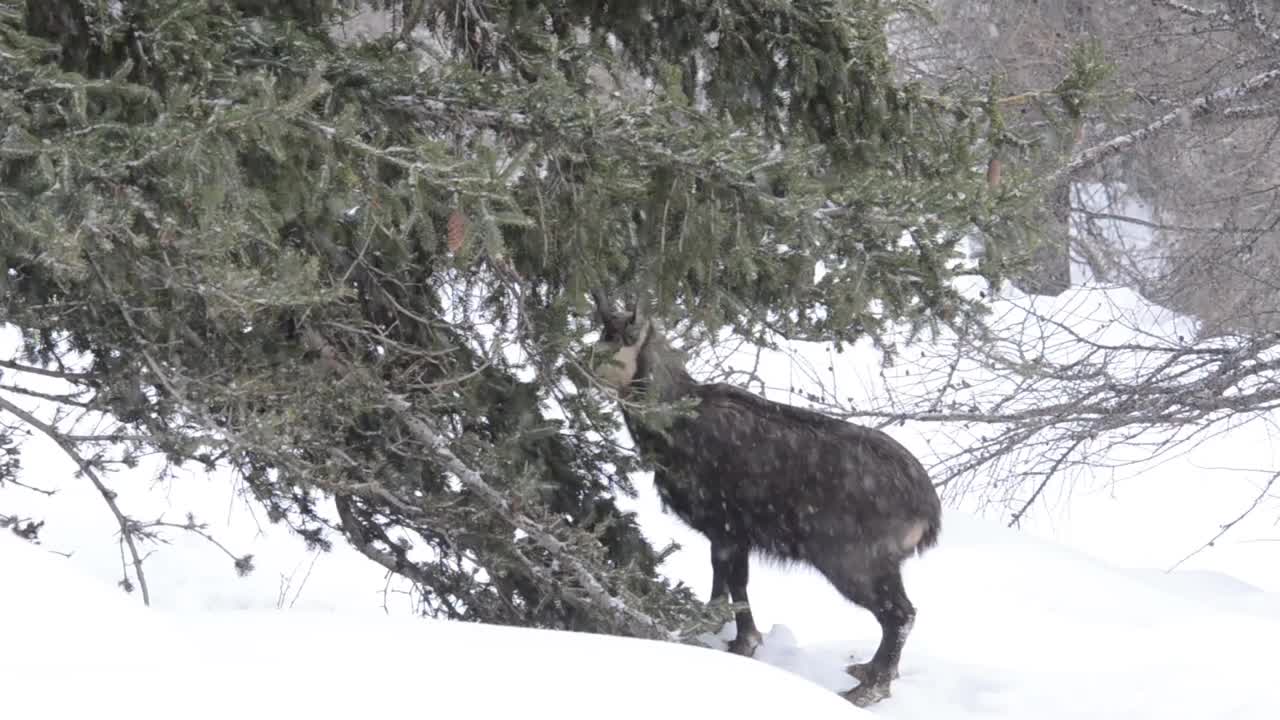 大帕拉迪索国家公园下雪时的岩羚羊视频素材