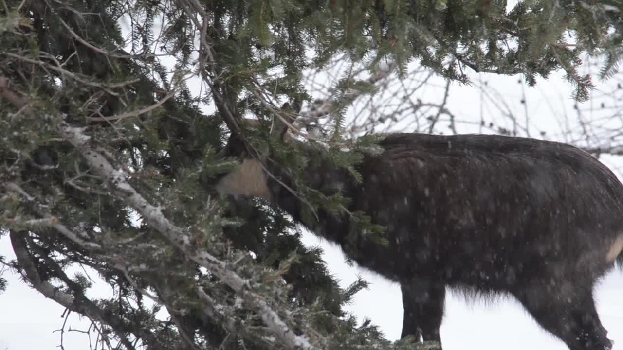 大帕拉迪索国家公园下雪时的岩羚羊视频素材