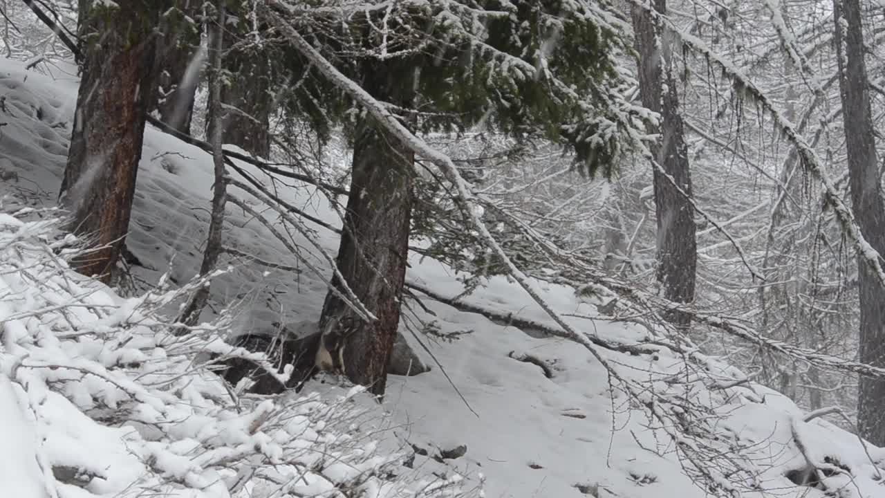 冬天下雪的时候吃岩羚羊视频素材