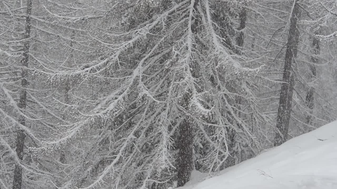 雪，雪，冰，木头，寒冷，冰冻，树，视频素材