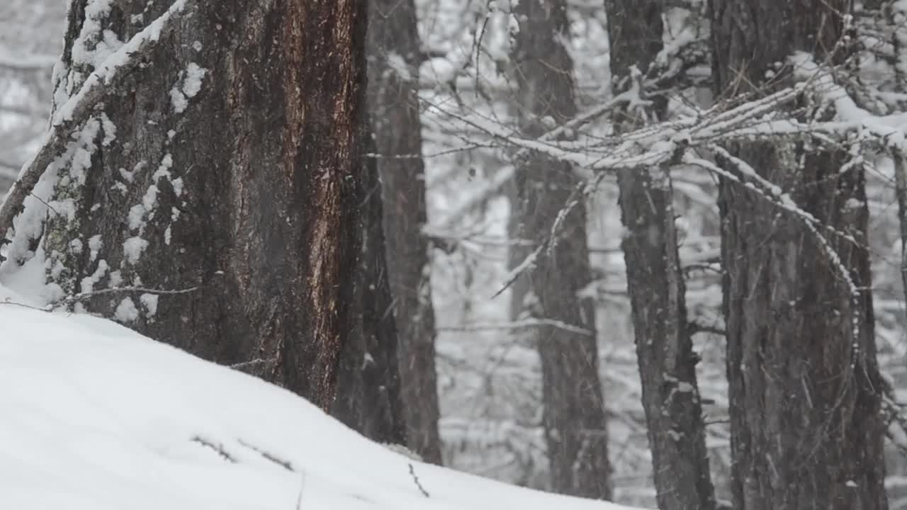 冬天的风景，雪，雪，冰，木，冷，视频素材