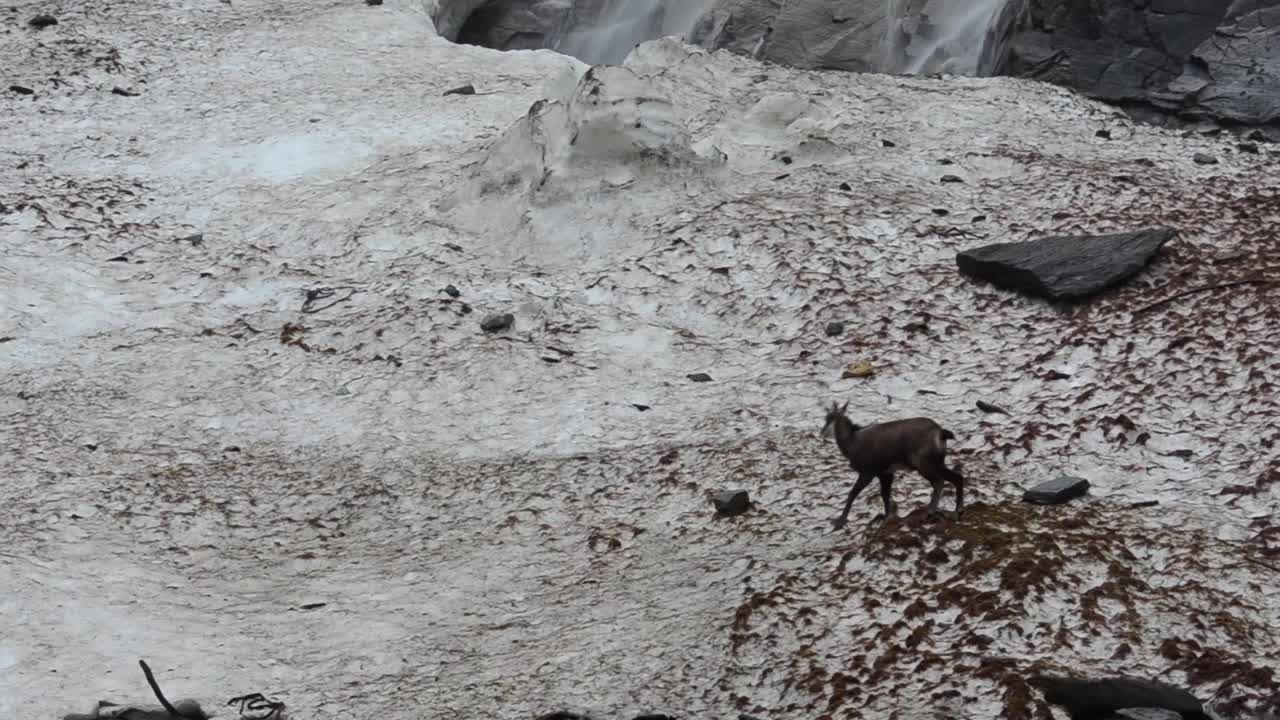 岩羚羊，雪，视频素材