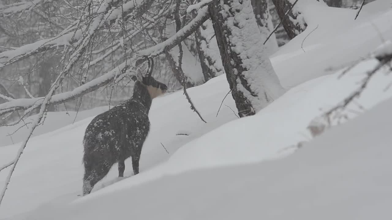 大帕拉迪索国家公园下雪时的岩羚羊视频素材