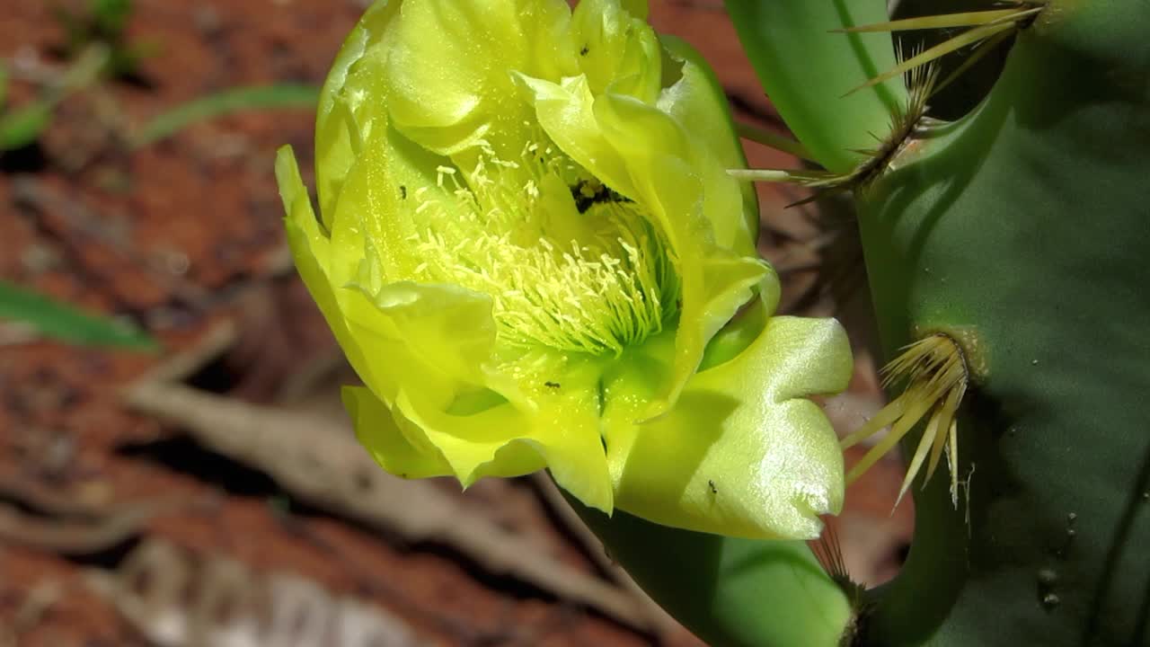 茂盛的仙人掌仙人掌开花。视频素材