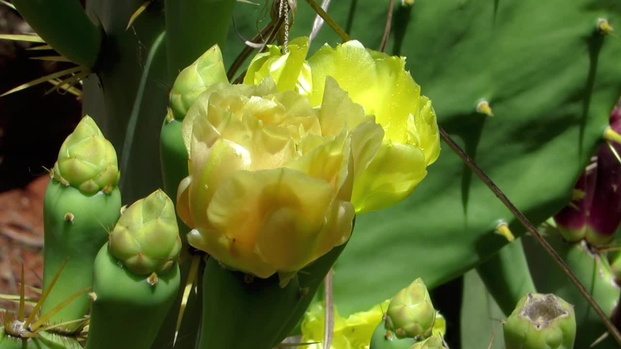 多肉植物:茂盛的仙人掌仙人掌开花。视频素材