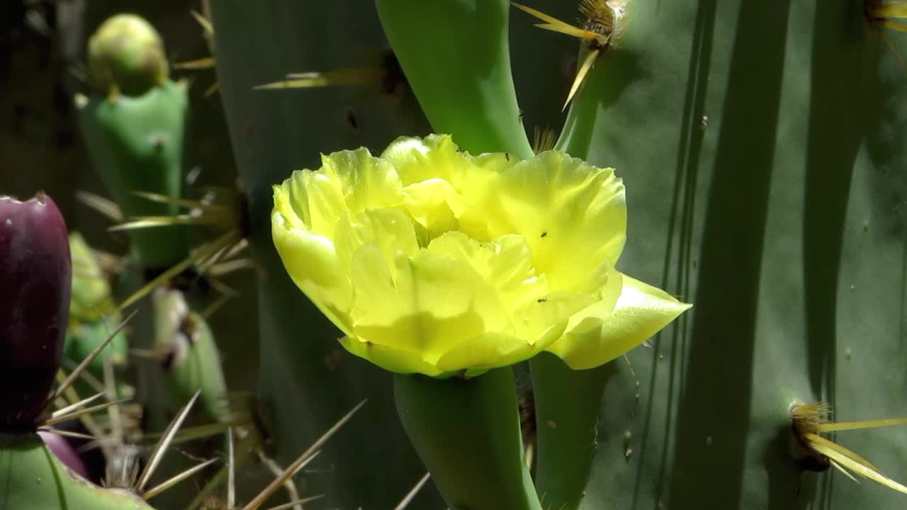 在黑暗中发光:茂盛的仙人掌正在开花。视频素材