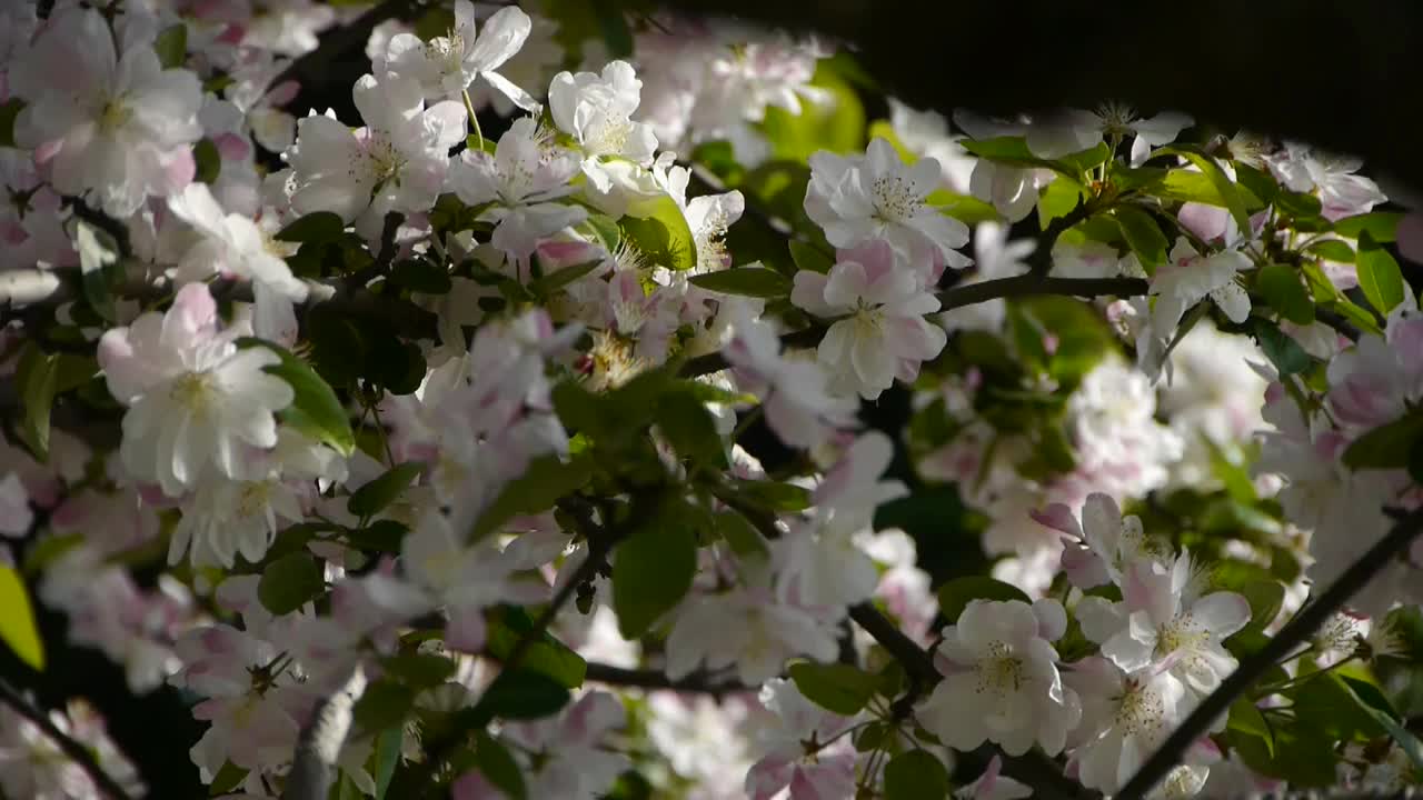 美丽的樱花在风中颤抖。视频素材