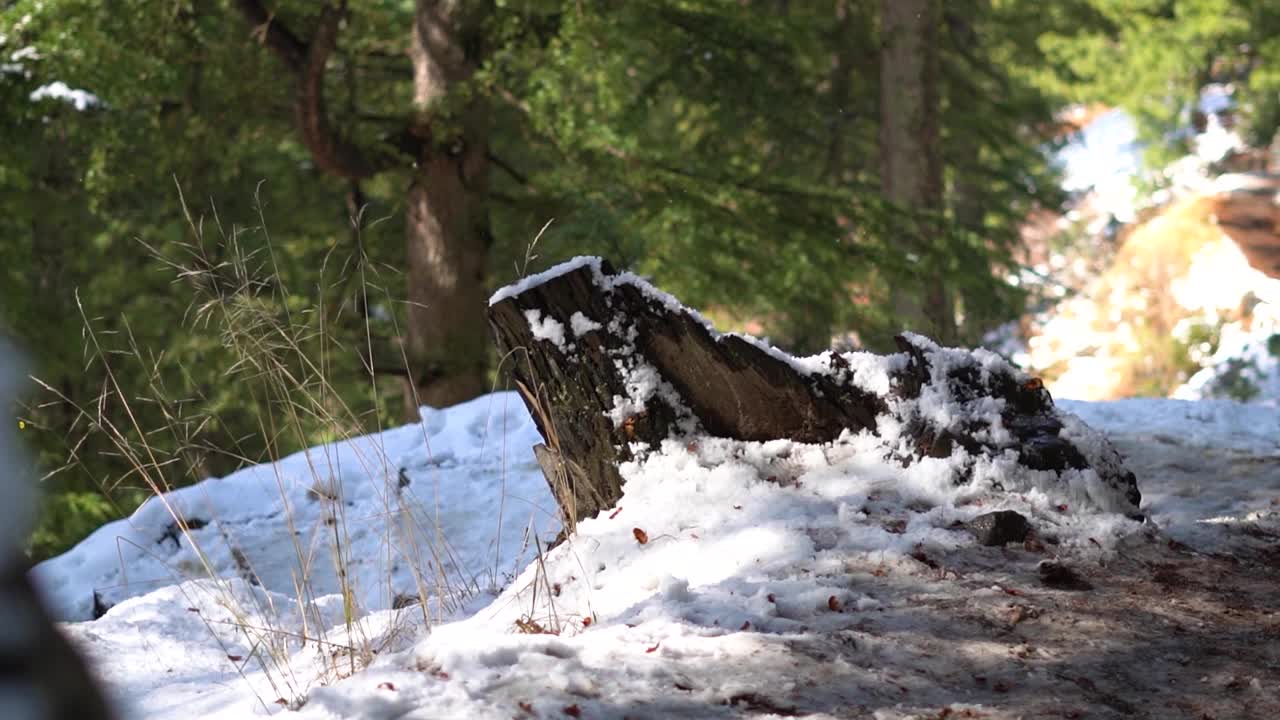 喜马偕尔邦马纳里森林降雪期间被砍倒的木头。雪花飘落在砍下的木树前。冬天的背景视频素材