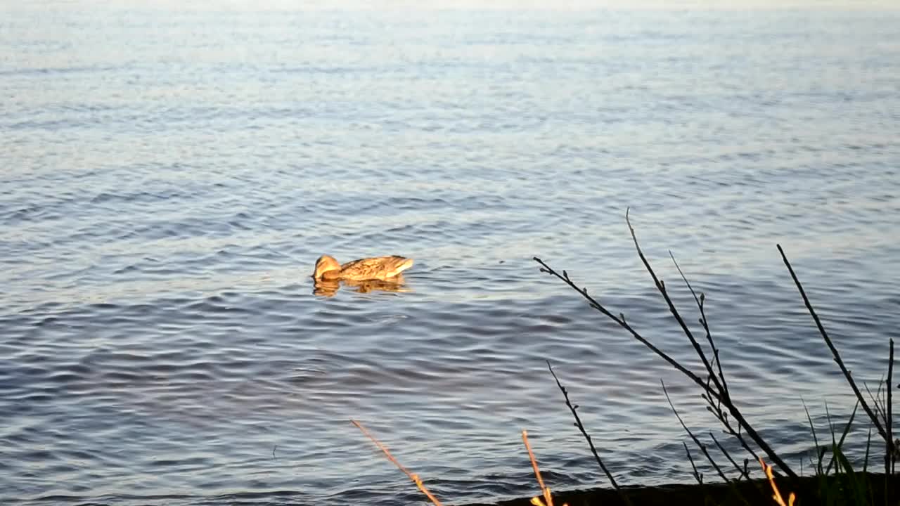 一只野鸭在晚上游到河里喝水。城市附近的野鸟。这只鸟在清澈的水中游泳视频素材