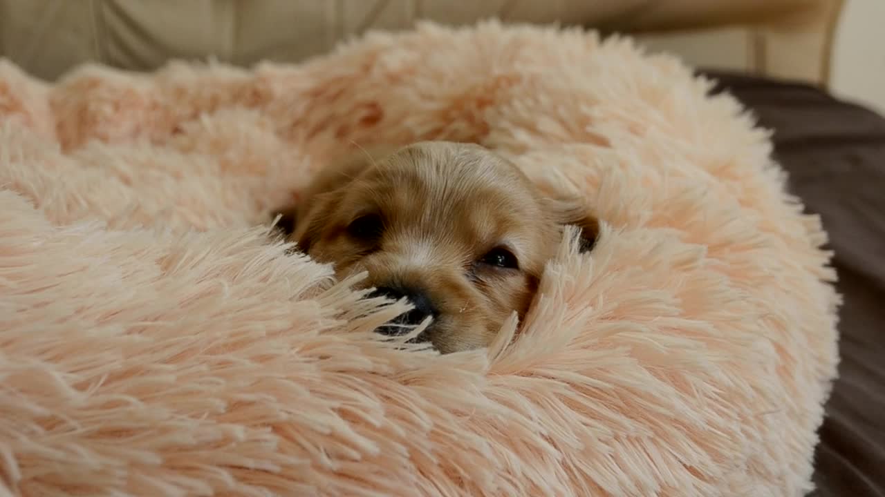 一只年轻的英国可卡犬正试图睡在他的床上。小狗醒了，睁开了眼睛。视频素材