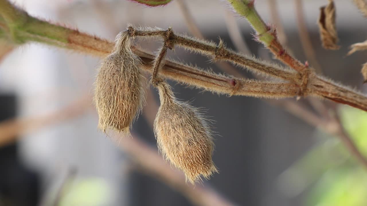 花蕾挂在树枝上视频素材