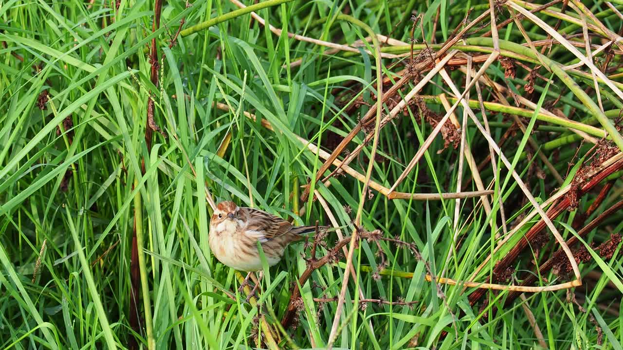 芦苇鹀(Emberiza schoeniclus)在草丛中寻找种子和昆虫。视频素材