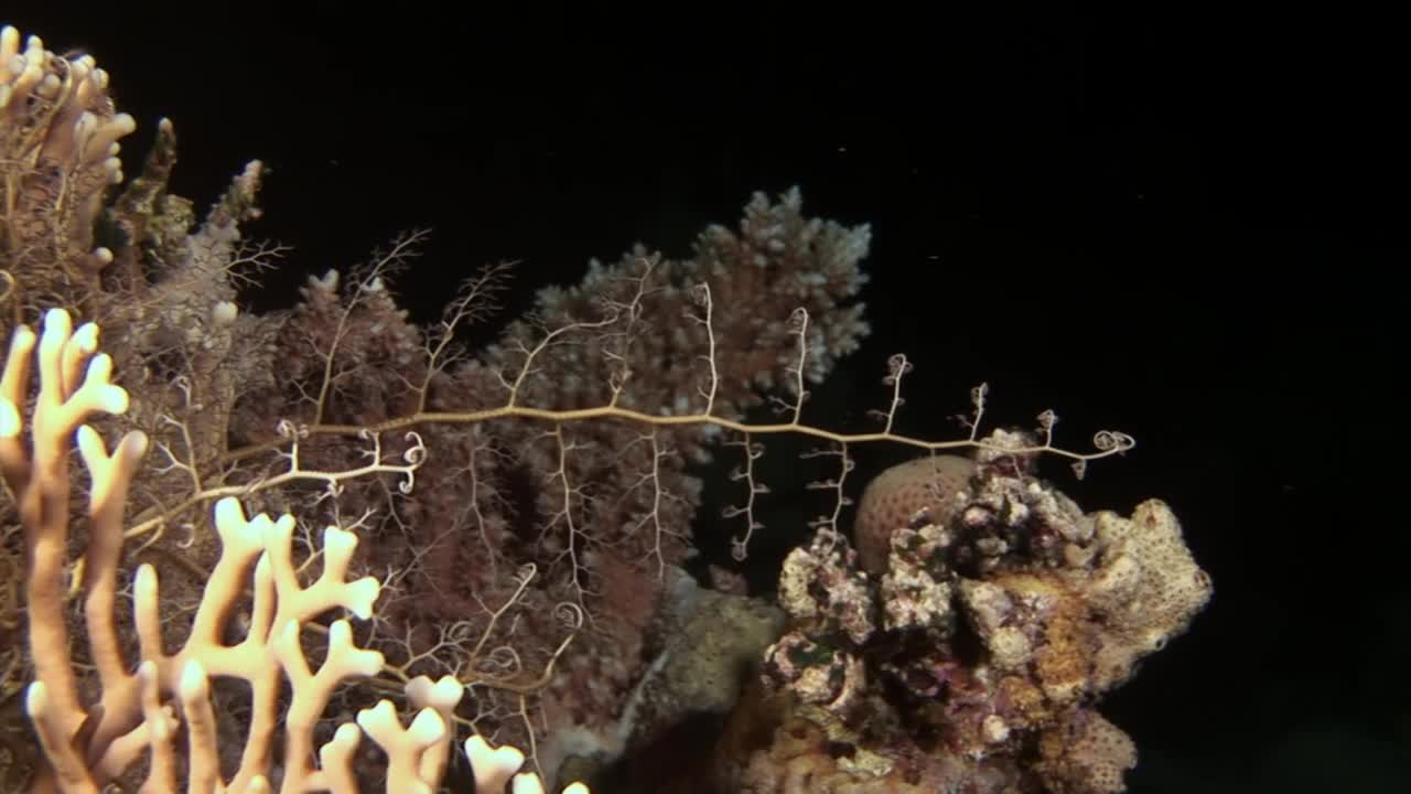 蛇发女怪的头站在灰色的沙子上捕捉浮游生物。视频素材