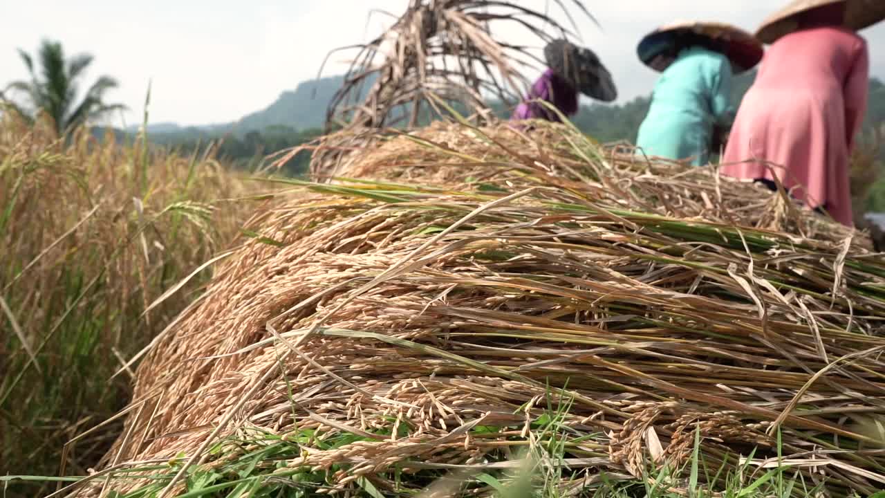 收割水稻视频素材