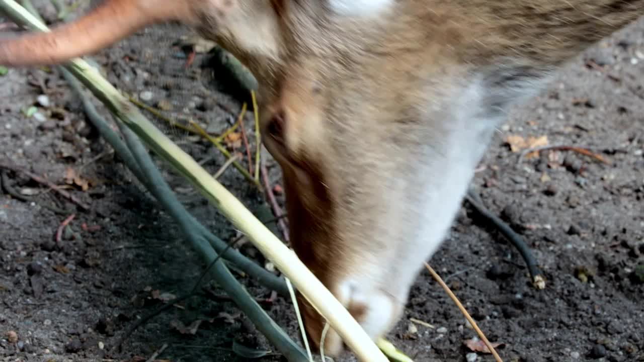 一只鹿正在剥幼树树枝上的树皮。食物摄入量视频素材