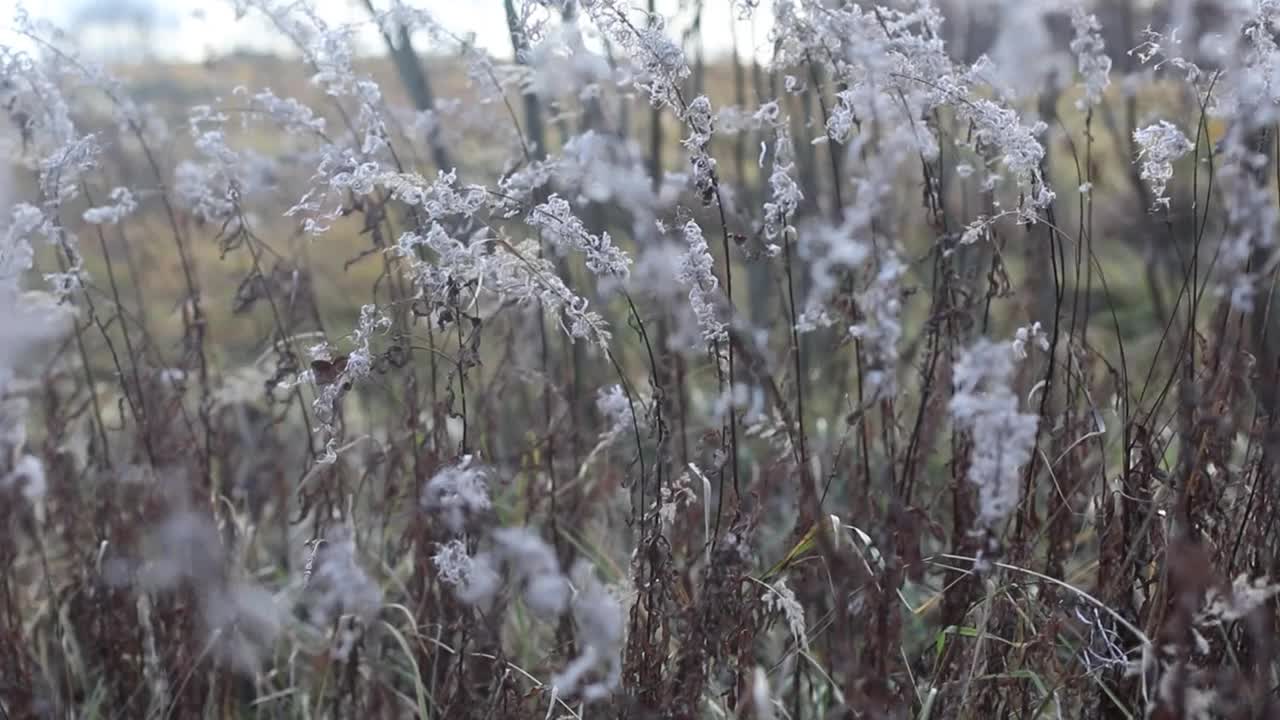 草茎随风摇摆。秋草背景。高质量的全高清镜头视频素材