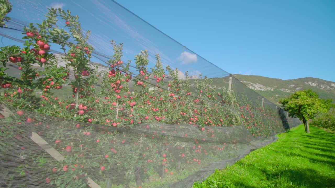 绿草地附近的种植园里长着一长排苹果树视频素材