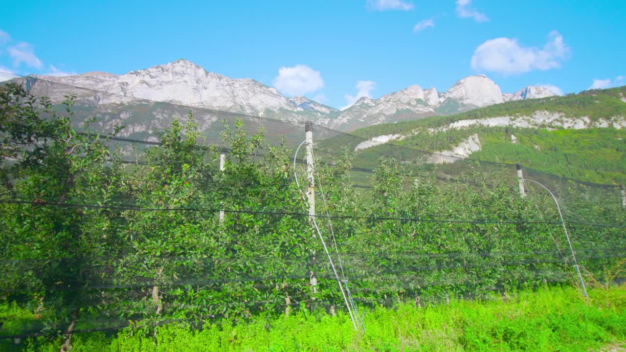 一排排的苹果树生长在覆盖着网眼的种植园里视频素材