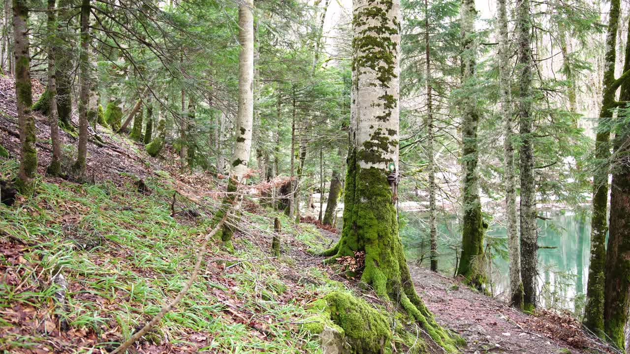 生物葛拉斯卡国家公园湖畔山坡上的森林视频素材