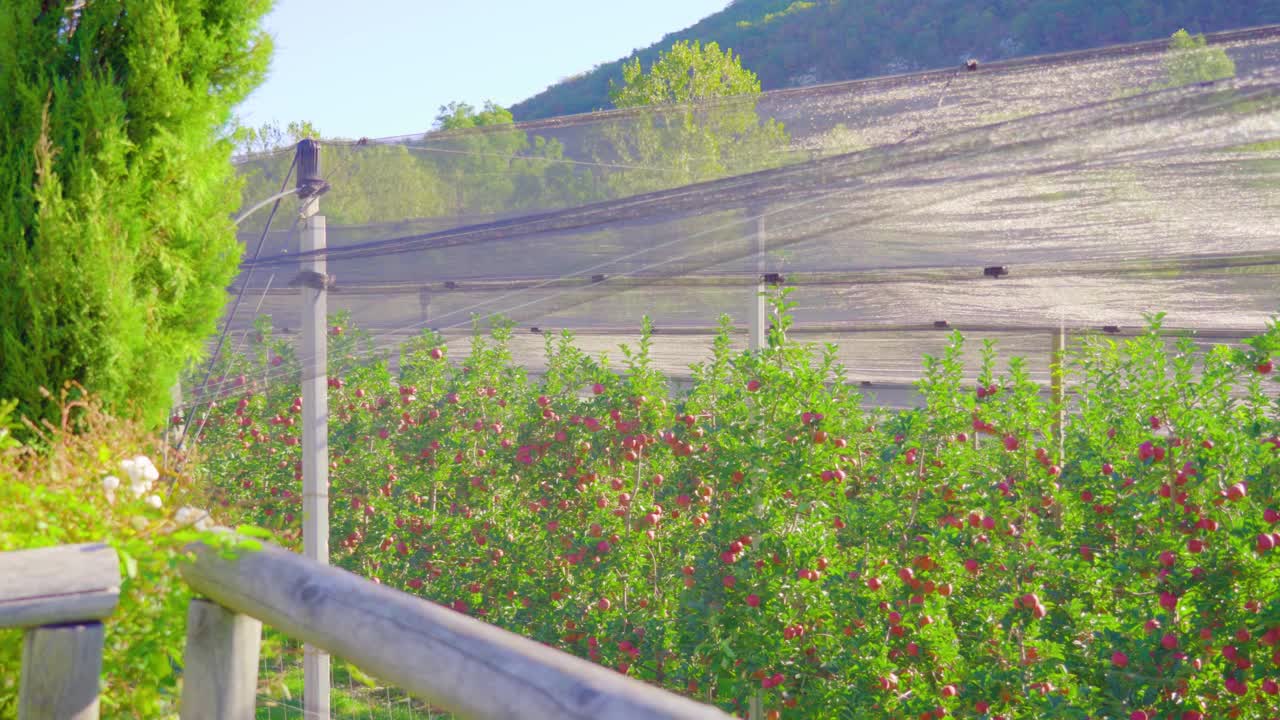 带着果实的苹果树在木栅栏后面的网眼下生长视频素材