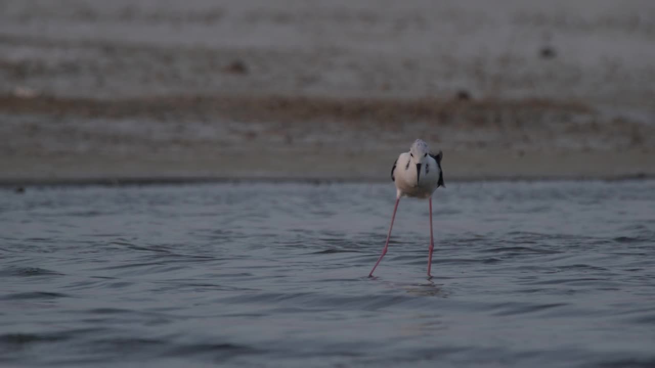 俄罗斯卡尔梅基亚的黑翅高跷(Himantopus Himantopus)视频素材