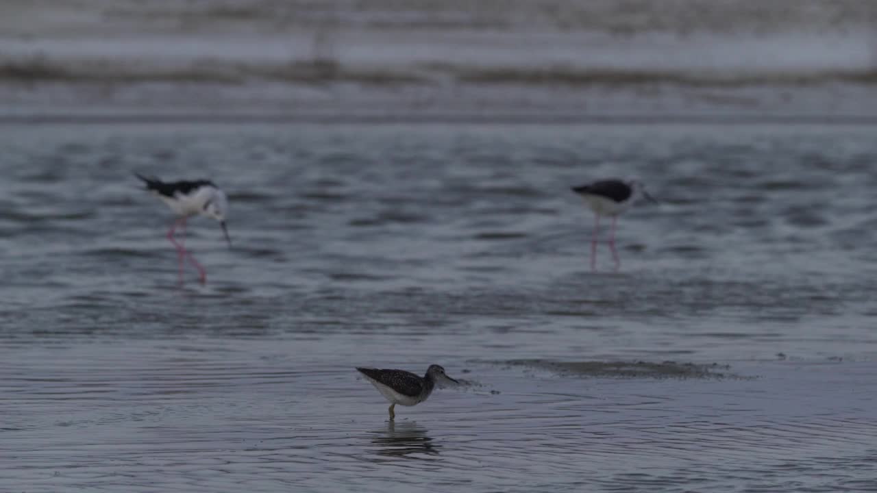 俄罗斯卡尔梅基亚的黑翅高跷(Himantopus Himantopus)视频素材