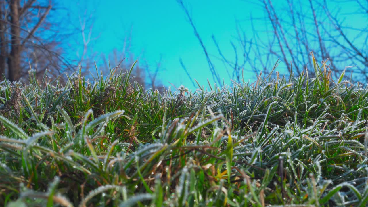 雪花缓缓地飘落在绿色的草地上。霜覆盖着绿色植物。视频素材