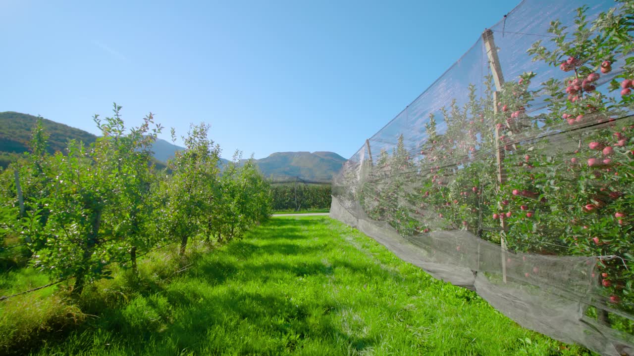 苹果园附近的草坪通道通向混凝土道路视频素材