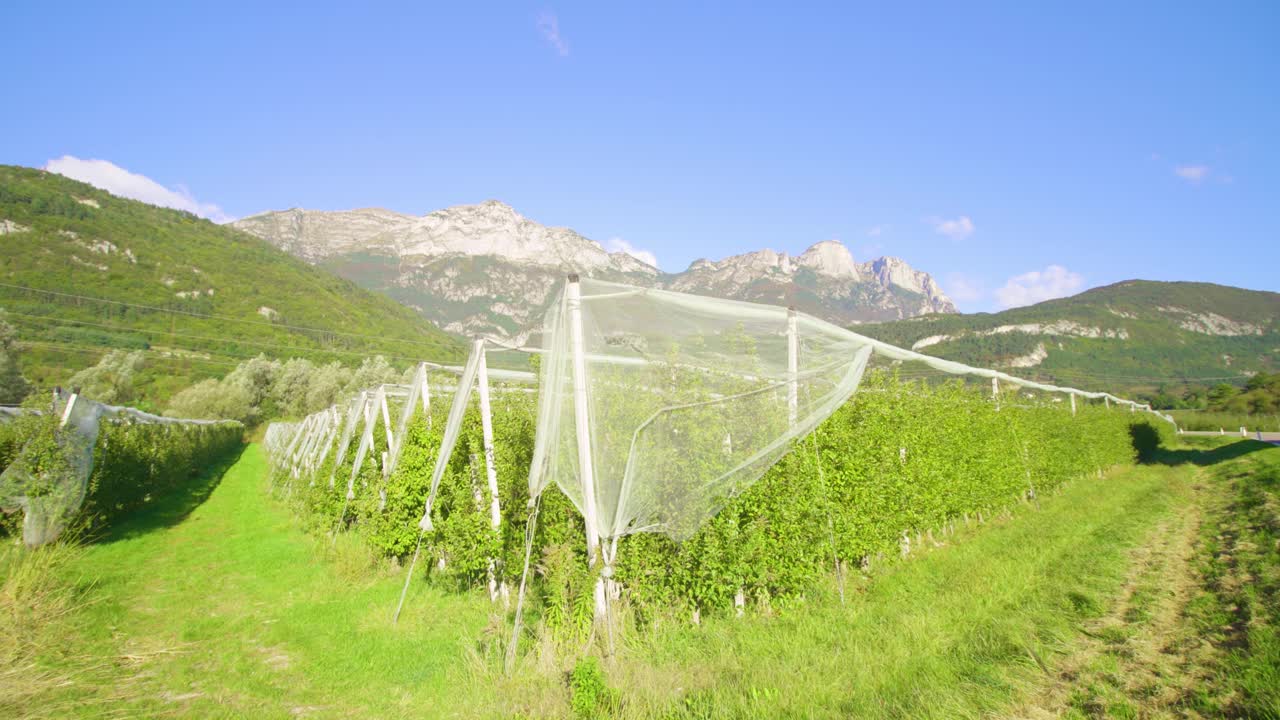 种植在高地山谷中的苹果树视频素材